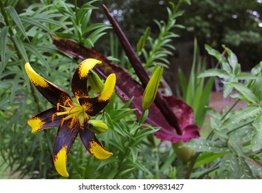 Black And Yellow Lily With Blooming Dragon Arum In Background