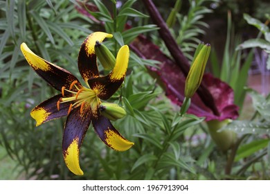 Black And Yellow Lily With Blooming Dragon Arum In Background