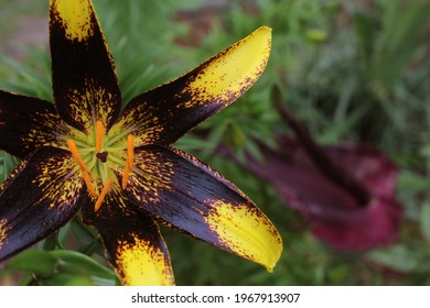 Black And Yellow Lily With Blooming Dragon Arum In Background