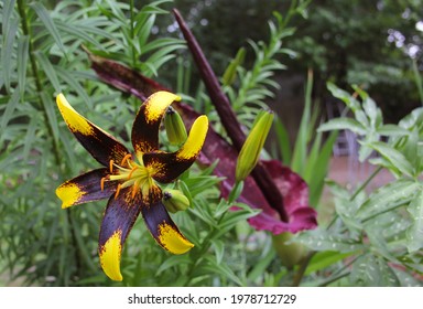 Black And Yellow Lily With Blooming Dragon Arum In Background