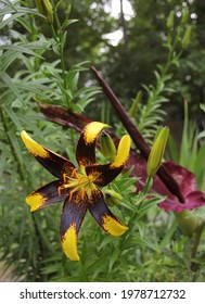 Black And Yellow Lily With Blooming Dragon Arum In Background