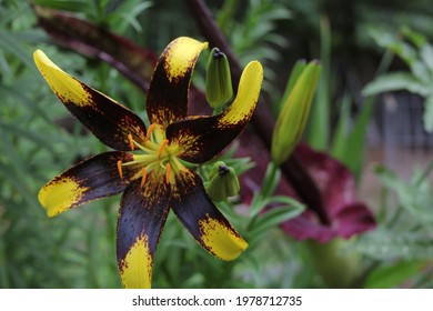 Black And Yellow Lily With Blooming Dragon Arum In Background