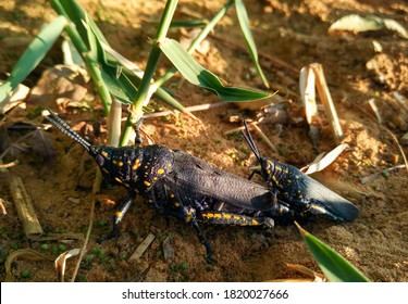 Black And Yellow Egypt’s Locust  Mating On The Ground.