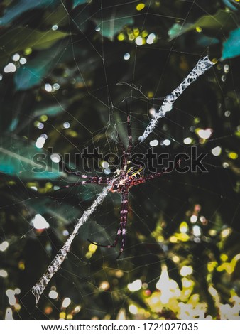 Similar – Image, Stock Photo abstract shapes with branches in nature