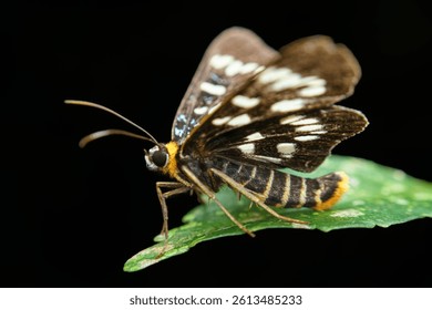 The black and yellow patterned moth flaps its wings and stands on the leaves