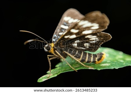 The black and yellow patterned moth flaps its wings and stands on the leaves