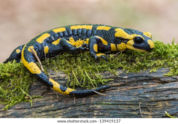 a black yellow\
spotted fire salamander
