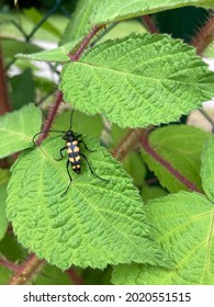 black and yellow spotted longhorn isect sitting on a green leaf