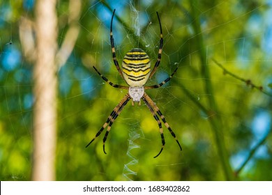 Black and yellow stripe Argiope bruennichi wasp spider on web