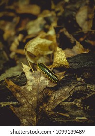 Red Millipede Images Stock Photos Vectors Shutterstock