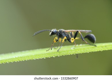 Black Hornet Images Stock Photos Vectors Shutterstock