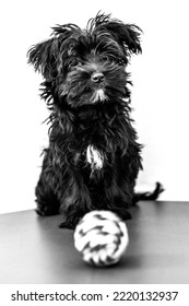 Black Yorktese Puppy Dog Wakeful On Red Sofa And Ready To Play With Ball, Isolated On White Background With Copy Space In Vertical. Breed From Maltese And Yorkshire Terrier Dogs.