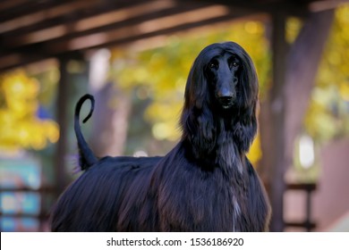 Black Young Afghan Hound Portrait - Brian May Gandamak 