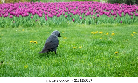 Black Young Crow Bird Walking On Green Grass With Colorful Flowers In Background. Birds Watching In City Park