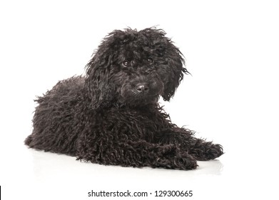 Black Young Poodle Stock Photo 129300665 Shutterstock pic pic