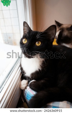 A black young pussycat with a white collar sits by the window
