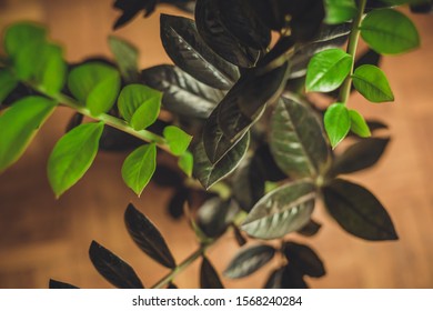 Black Zamioculcas Zz Plant Raven