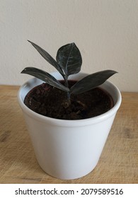 Black Zz Raven Plant Potted In A White Ceramic Pot