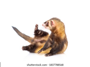 Furet Fond Blanc Images Stock Photos Vectors Shutterstock