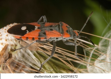 The Black-and-Red bug (Lygaeus equestris)