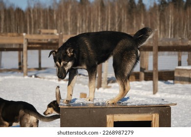 Black-and-tan Alaskan husky puppy has climbed on roof of wooden booth and basking in rays of rare winter sun. Adorable mutt puppy outside in shelter for abandoned animals.