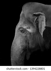 Black-and-white Asian elephant side portrait with dark background.