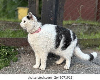 A black-and-white cat wearing a pink collar stands alert on a sidewalk near a fence, watching something with curiosity. - Powered by Shutterstock - Get 15% off with code: PIKWIZARD15