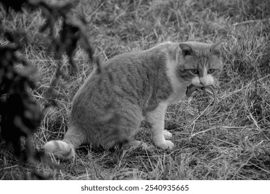 Black-and-white close-up of an orange tabby cat with an intense, focused gaze. Captures the essence of feline curiosity and predator instincts in a timeless, artistic style. - Powered by Shutterstock