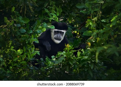 Black-and-white colobus monkey from Murchison Falls NP. Monkey animal from east Africa. Animal dark forest tree habitat. Wildlife nature from Uganda. Mantled guereza. - Powered by Shutterstock