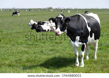 Black-and-white cow stands like a statue with half-open mouth in a green meadow landscape in the Netherlands and looks at the camera. Other cows lie or graze in the background
