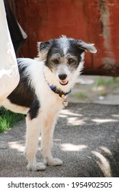 A Black-and-white Fox Terrier Pup Standing On The Footpath