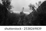 A black-and-white image of a mountainous forest landscape under a cloudy sky, with bare tree branches framing the distant misty hills