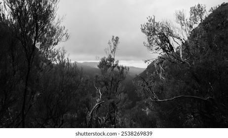 A black-and-white image of a mountainous forest landscape under a cloudy sky, with bare tree branches framing the distant misty hills - Powered by Shutterstock