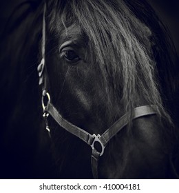 16,976 Black and white horse images Images, Stock Photos & Vectors ...