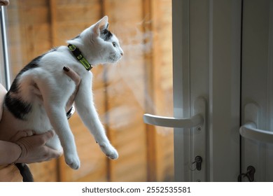 A black-and-white kitten with a collar is gently held up by a person with manicured nails. The curious kitten looks upward, exuding a playful and adorable vibe in a cozy indoor setting. - Powered by Shutterstock