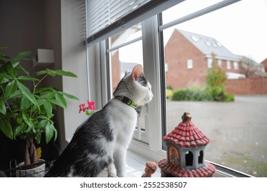 A black-and-white kitten with a green collar sits by a window, gazing outside sit next to a vibrant pink flower and lush green leaves in a potted plant in the kitchen