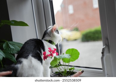 A black-and-white kitten with a green collar sits by a window, gazing outside sit next to a vibrant pink flower and lush green leaves in a potted plant in the kitchen