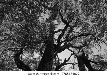 Black-And-White Low-Angle View Of Large Deciduous Trees In A Chilean Park, Twisting Branches Reaching Skyward