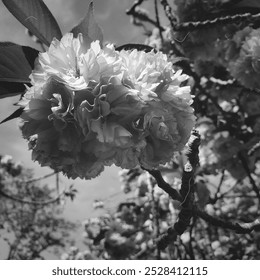 a black-and-white photo of a cherry blossom tree in full bloom under a bright sky - Powered by Shutterstock