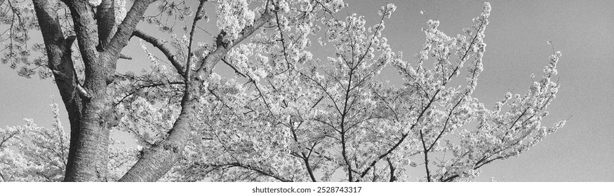 a black-and-white photo of a cherry blossom tree on the street - Powered by Shutterstock