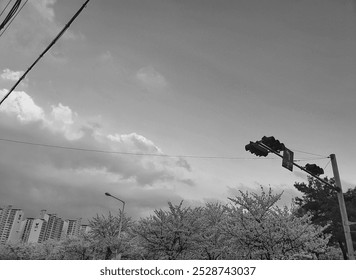 A black-and-white photo of the sky and cherry blossom trees on the street - Powered by Shutterstock