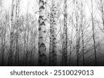 black-and-white photo with white birches with birch bark in birch grove among other birches