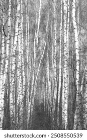 black-and-white photo with white birches with birch bark in birch grove among other birches