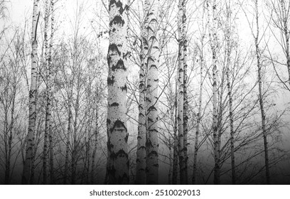 black-and-white photo with white birches with birch bark in birch grove among other birches - Powered by Shutterstock