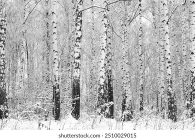 black-and-white photo with white birches with birch bark in birch grove among other birches - Powered by Shutterstock