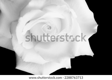 Blackandwhite photography of a rose