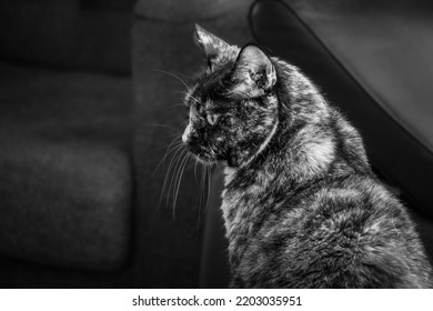 A blackandwhite picture of a female cat.