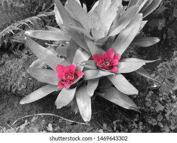 Black-and-white Plant With Red Accent On Flower