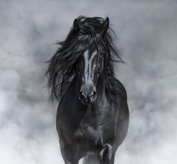 Black-and-White Portrait Of Black Andalusian Horse In Light Smoke.
