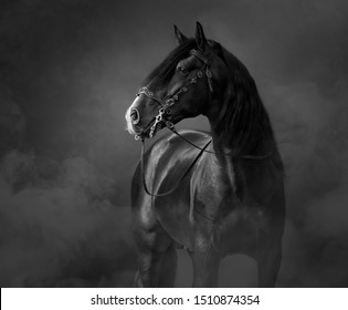 Black-and-White portrait of black Andalusian Horse in traditional bridle in light smoke.